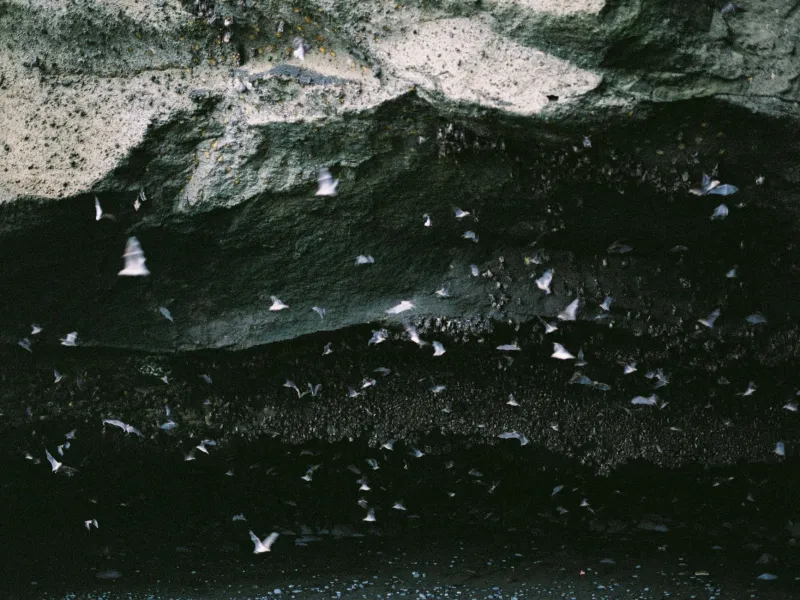 Architects of the Abyss: How Cave Fauna Engineer the Nutrient Cycles That Sustain Underground Life
