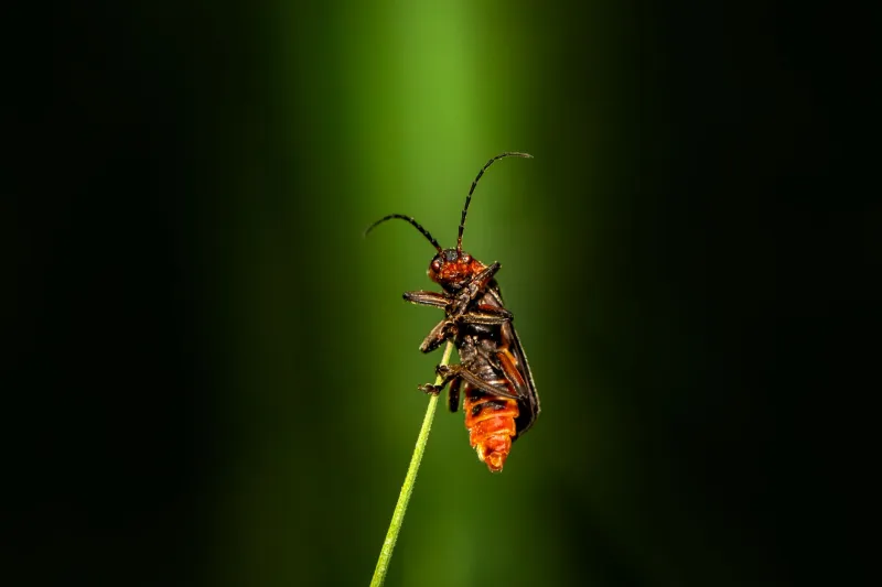 Blind, Wingless, and Thriving: What Cave Insects Reveal About Evolution at Its Most Extreme